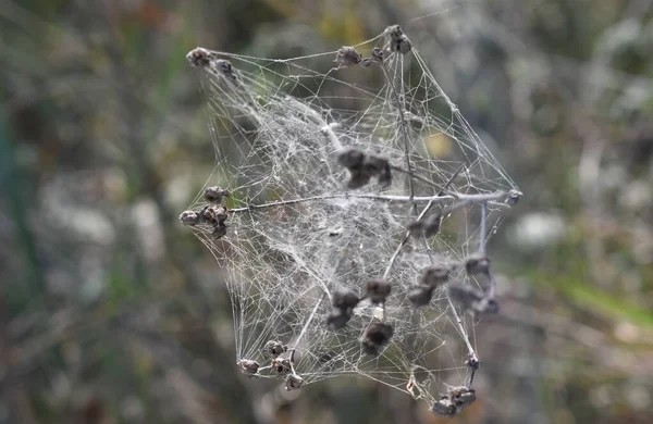Het Spinnenweb Onder Zon Toscane Italië — Stockfoto