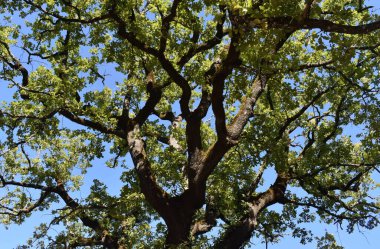 Tuscany İtalya 'da güneş saati farklı yüzler gösteriyor.