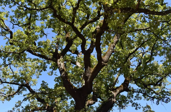 Tuscany İtalya 'da güneş saati farklı yüzler gösteriyor.