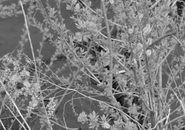 Sapporo Japonya 'nın rahatlatıcı yeşillik havası