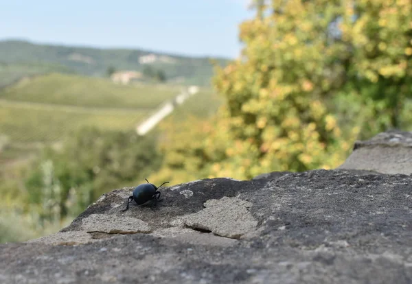 Pequeno Passo Beatle Floresta Toscana Itália — Fotografia de Stock