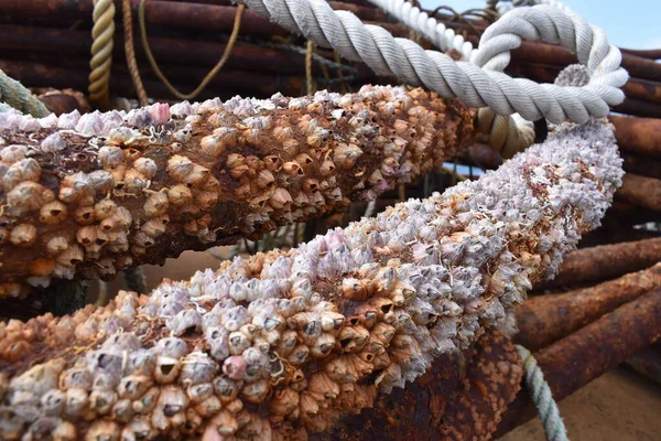 Sapporo Japonya 'daki terk edilmiş limandaki eski metallerin deniz kabuklarıyla dolu.