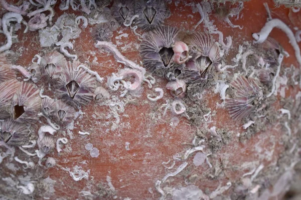 Japonya 'nın Sapporo limanındaki deniz kabuklarının yeni evleri.