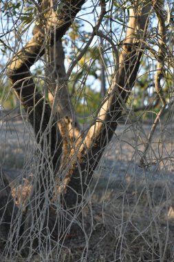 Toskana İtalya 'da zeytin dallarının ilginç bileşimi