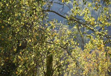Tuscany İtalya 'sında rahatlatıcı hava her saniye rengini değiştirir.