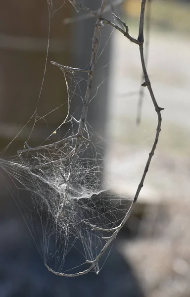 Toskana İtalya 'sında yumuşak güneş ışığının altında asılı duran örümcek ağı.