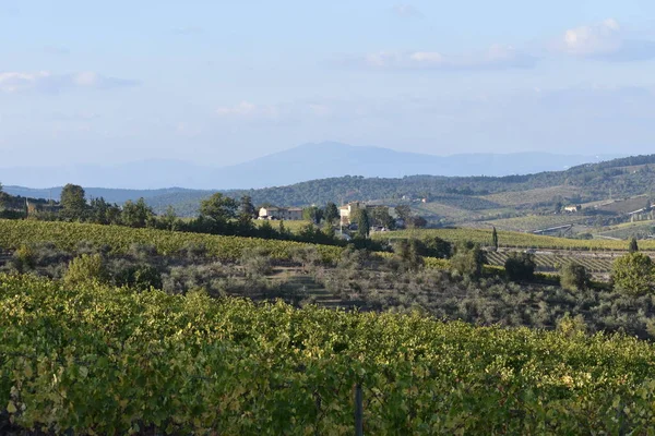 Paisagem Vinha Outono Toscana Itália — Fotografia de Stock