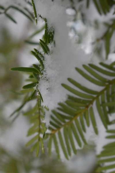 日本札幌珍贵雪粉的绿色容器 — 图库照片