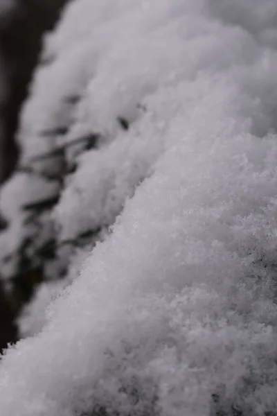 Sapporo Japonya 'sında kar altında saklanan bir hayvana benziyor.