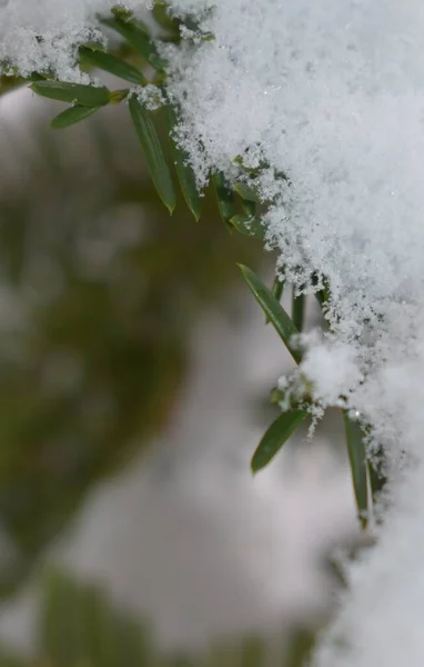 日本札幌儿童时期隐藏的雪洞 — 图库照片