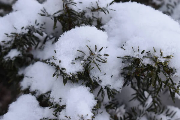 Calor Espesa Nieve Polvo Sapporo Japón —  Fotos de Stock