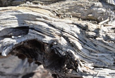 Sapporo Japonya 'da orman tamamen denize gömüldü.