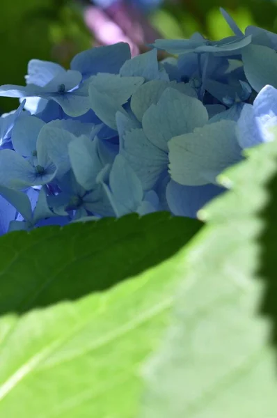 Işık ve gölgenin zıtlığı Sapporo Japonya 'daki renklere yansıdı