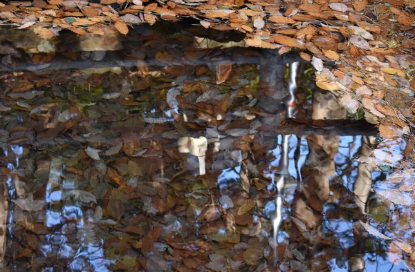 Het Gereflecteerde Herfstseizoen Bij Tempelvijver Sapporo Japan — Stockfoto