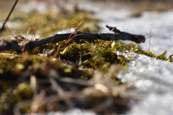 Yeşilliklerin yumuşak kısmı Sapporo Japonya 'daki baharı işaret ediyor.
