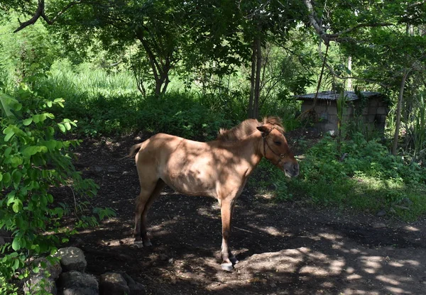 Tagay Tay Filipinleri 'ndeki ağacın altında dinlenen küçük midilli.