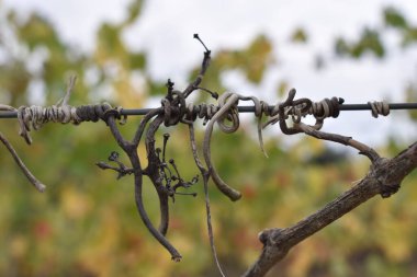 Toskana İtalya 'daki kablo hatlarının soyut çizgileri.