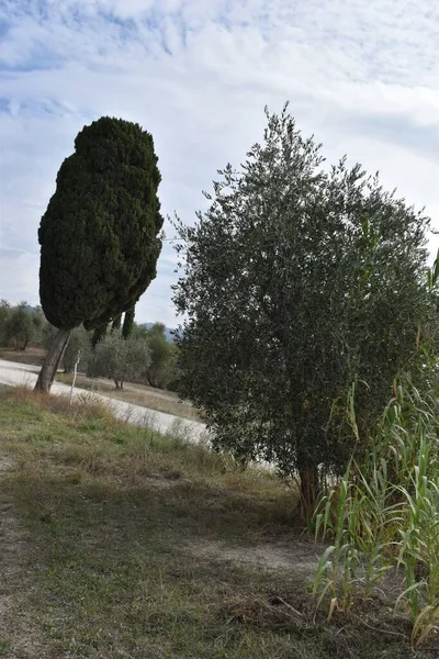 Vreemd Staande Bomen Toscane Italië — Stockfoto