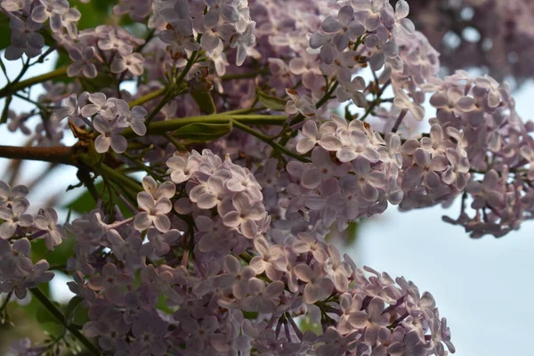 Sapporo Japonya 'sında filizlenen ortanca.