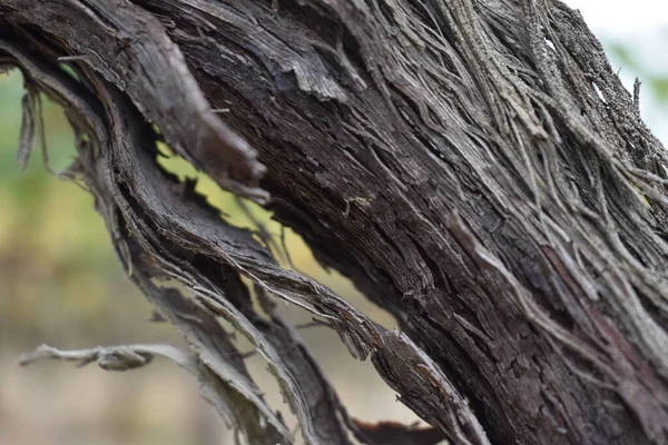 Движение Старого Оливкового Дерева Тоскане Италия — стоковое фото