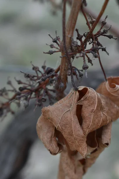 Τυλιγμένα Φύλλα Για Χειμώνα Στην Τοσκάνη Ιταλία — Φωτογραφία Αρχείου