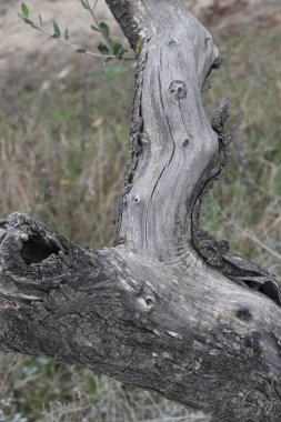 Toskana İtalya 'daki ağacın esnek hareketi.