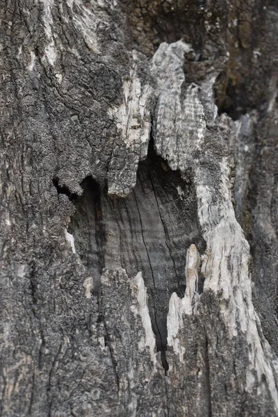 Ωραία Σπάσανε Δάσος Στην Τοσκάνη Της Ιταλίας — Φωτογραφία Αρχείου