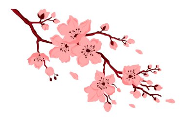 Sakura çiçeği. Çiçekli ve tomurcuklu kiraz dalı. Yapraklar dökülüyor. Beyaz arkaplanda izole edilmiş vektör rengi düz çizgi film çizimi