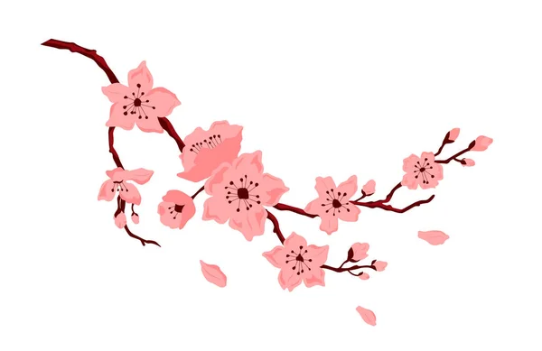 Sakura Blossom Cherry Branch Flowers Bud Petals Falling Vector Color — Stock Vector