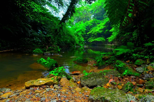 Sessiz Gölü Olan Güzel Orman Adım — Stok fotoğraf