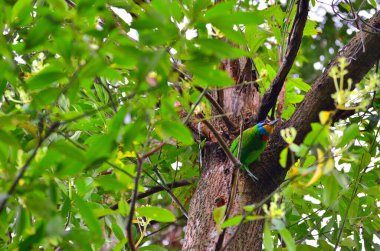 Flourishing Twigs 'de Tayvan Barbekü (Psilopogon nuchalis) bir anlık görüntüsü