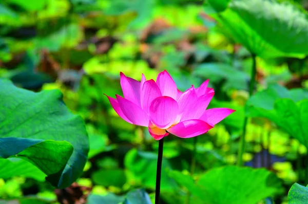 Uma Bela Flor Lótus Rosa Decorada Com Folhas Verdes Frescas — Fotografia de Stock