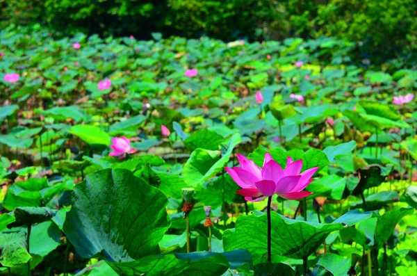 Pembe Taze Nilüfer Çiçeği Yeşil Yapraklarla Süslenmiş Havuzda Açık — Stok fotoğraf