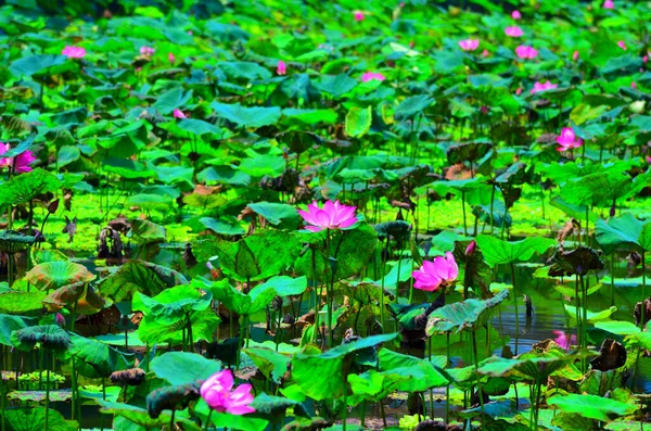 Ροζ Όμορφο Lotus Blossom Και Γεμίζουν Πράσινη Λίμνη — Φωτογραφία Αρχείου