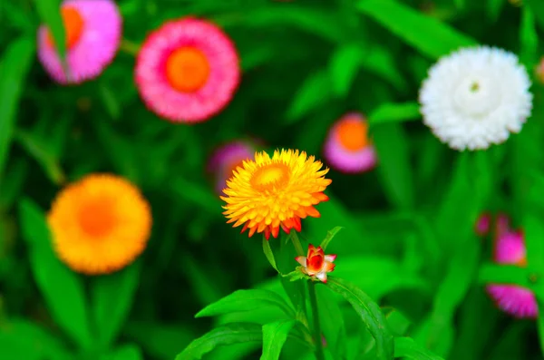 Colorful Beautiful Chrysanthemum Blossom Garden — Stock Photo, Image