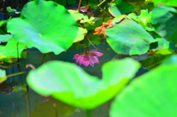 Pembe Lotus Yeşil Yapraklarla Süslenmiş Güzel Yansıması — Stok fotoğraf