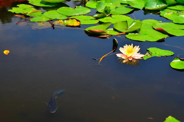 Lindo Lótus Rosa Flutuando Lagoa Calma Pacífica Onde Mergulha Carpa — Fotografia de Stock