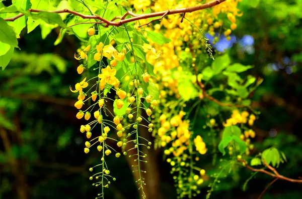Ağaçta Altın Taze Cassia Fistül Parlaması