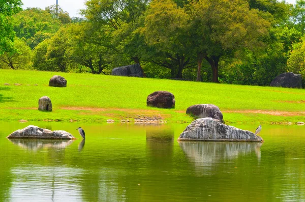 Dois Pássaros Aquáticos Nycticorax Nycticorax Stand Middle Calm Peaceful Green — Fotografia de Stock