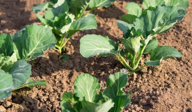 Genç lahana filizleri. Bahçede lahana fideleri, üst manzara. Sera bitkileri, serada fidanlar. Bahçıvanlık. Toprakta lahana yetiştiriyorum..