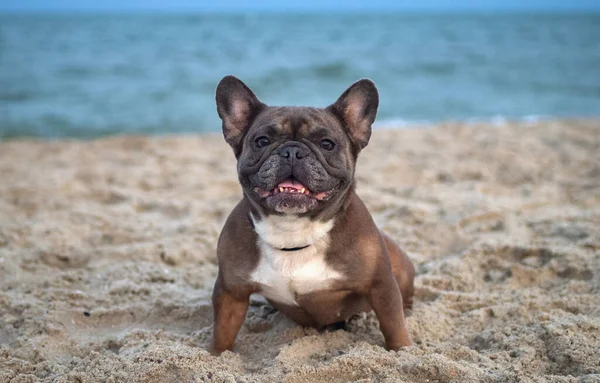 French Bulldog Zit Avonds Het Zand Het Strand Reizen Met Stockfoto