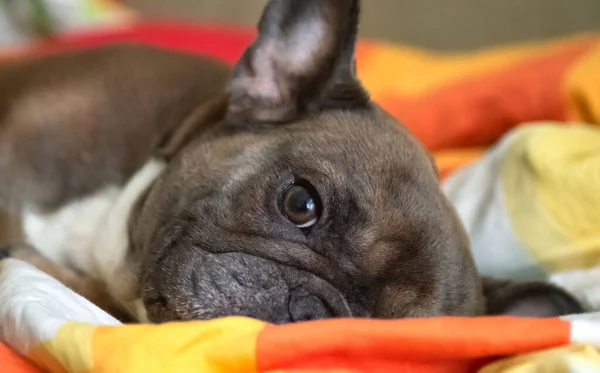 Fawn French Bulldog Ligger Säng Sängkläder Närbild Porträtt — Stockfoto