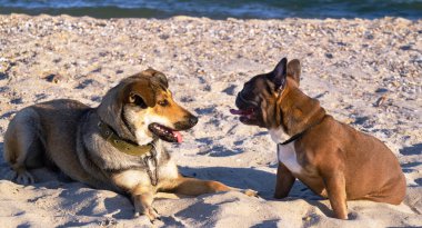 Fransız bulldog ve bir kırma köpek deniz kenarındaki bir mağara sahilinde birlikte oynuyorlar. Hayvanlarla seyahat kavramı.