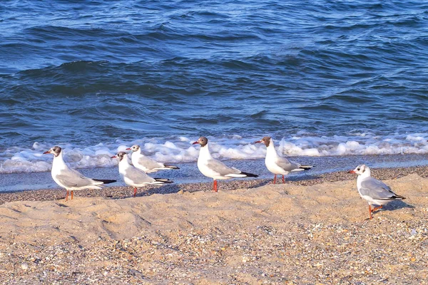 Чайки Прогуливаются Вдоль Солнечного Пляжа Поисках Пищи Фоне Моря Океана — стоковое фото