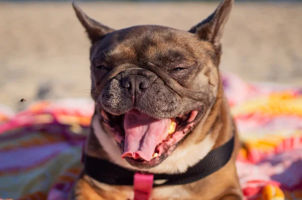 Funny Yawning French Bulldog Multicolored Mat Soft Focus — Stock Photo, Image