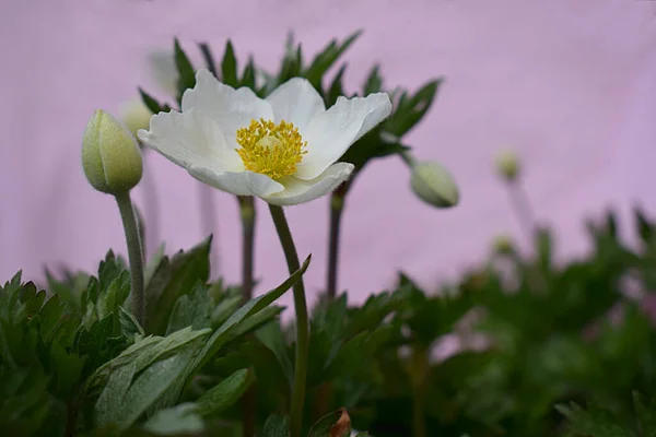 Fleur Anémone Blanche Bourgeons Intacts Close — Photo