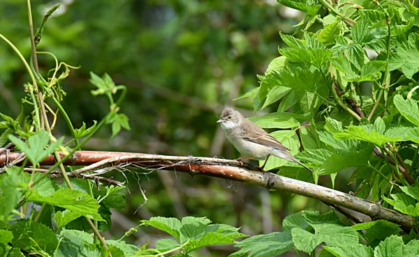 Gola Bianca Sylvia Communis Uccello Nella Foresta Tra Boscaglie — Foto Stock