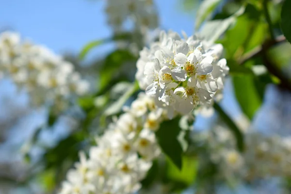 Fleurs Cerisier Oiseau Gros Plan Sur Fond Ciel Bleu — Photo