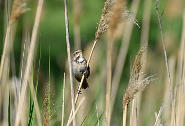 Bluethroat, kuş, dişi. Bluethroat, ardıç kuşu familyasından bir kuş türü..