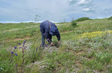 Bir kadın çiçekli bozkırda şifalı bitkiler toplar..